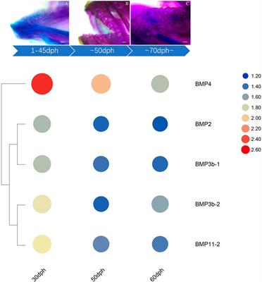 Genome-wide identification, characterization and  - Frontiers